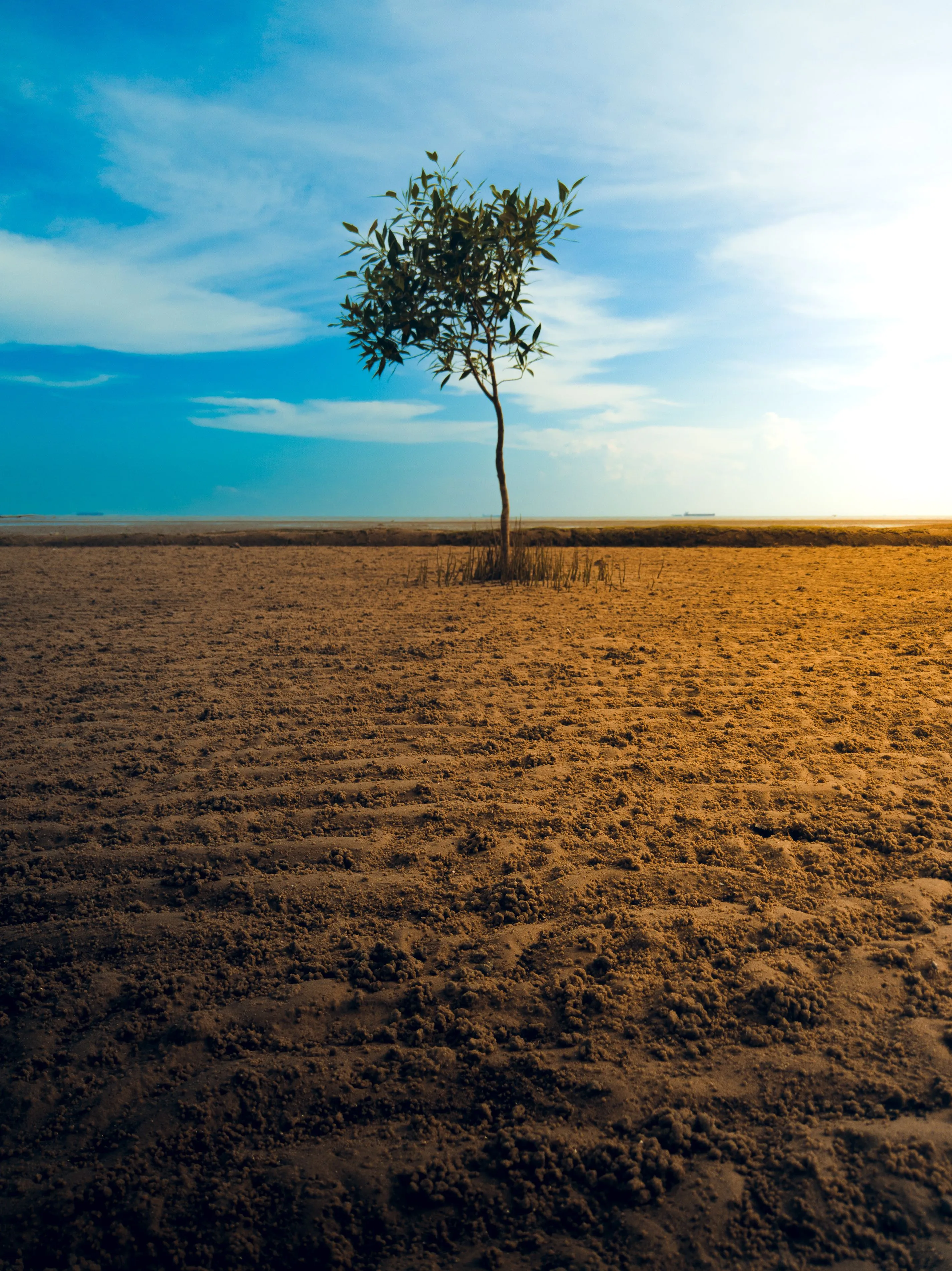 A lone tree in a coastal field