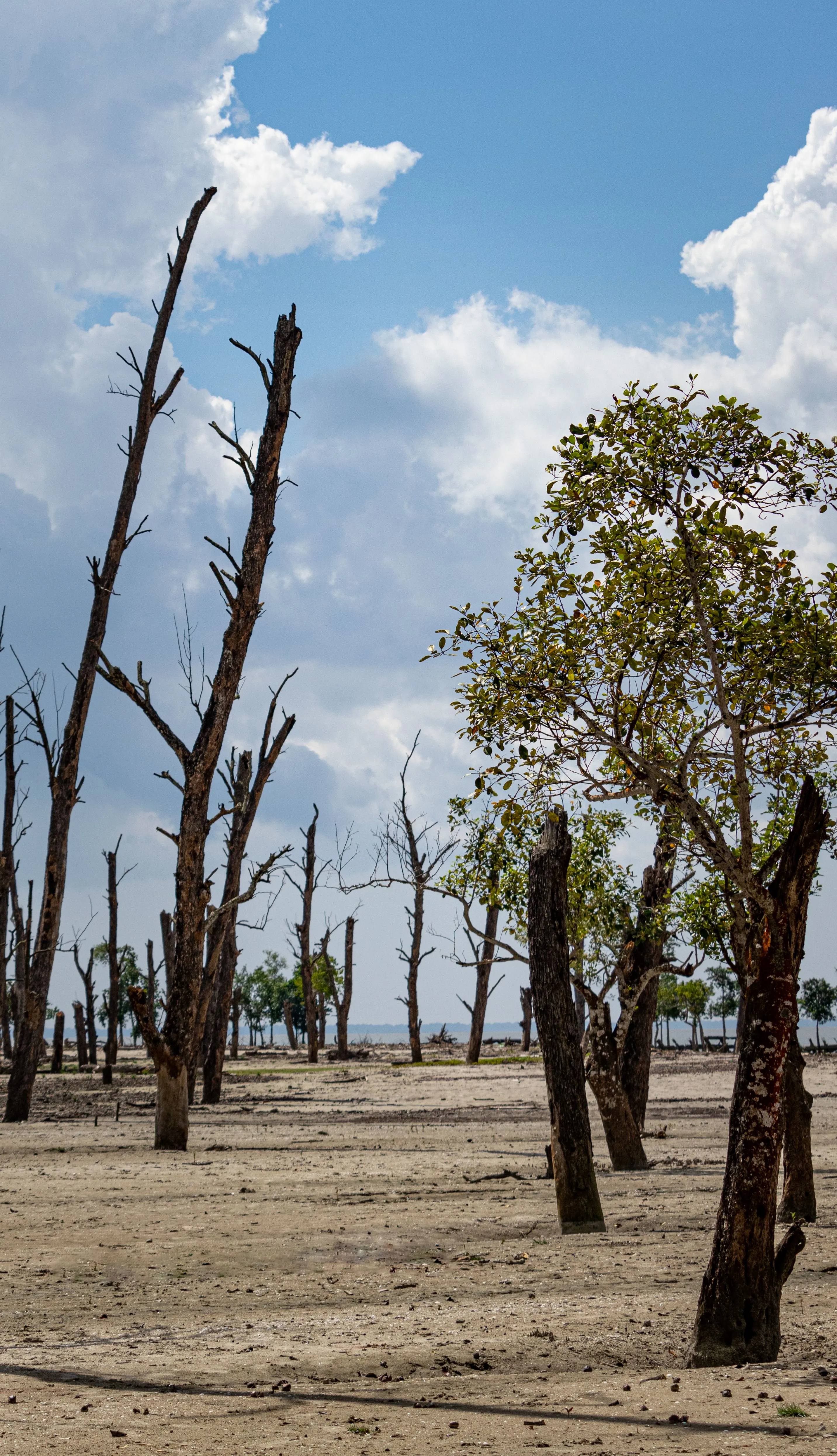 Sparse trees in a dry landscape